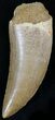 Carcharodontosaurus Tooth - Knife Like #27215-1